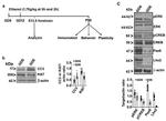 LHX2 Antibody in Western Blot (WB)