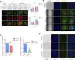 DNMT1 Antibody in Immunocytochemistry (ICC/IF)