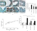 CD68 Antibody in Immunohistochemistry (IHC)