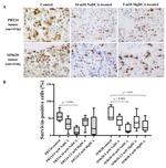 Survivin Antibody in Immunohistochemistry (IHC)