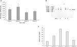 IGF2 Antibody in Western Blot (WB)