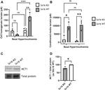 MCT1 Antibody in Western Blot (WB)