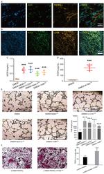 ALPL Antibody in Immunohistochemistry (IHC)