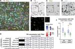 SH2D2A Antibody in Immunocytochemistry (ICC/IF)