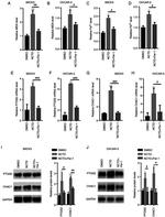 CHAC1 Antibody in Western Blot (WB)