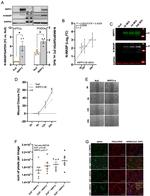 N-WASP Antibody in Western Blot (WB)