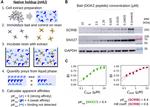 SNX27 Antibody in Western Blot (WB)