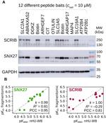 SCRIB Antibody in Western Blot (WB)