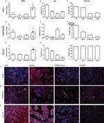 TMPRSS2 Antibody in Immunocytochemistry, Flow Cytometry (ICC/IF, Flow)