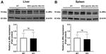 IL-6 Receptor Antibody in Western Blot (WB)