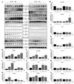 NGF Antibody in Western Blot (WB)