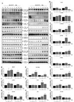 NGF Antibody in Western Blot (WB)