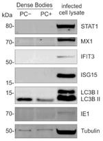 IFIT3 Antibody in Western Blot (WB)