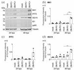 MX1 Antibody in Western Blot (WB)