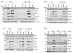 IFIT3 Antibody in Western Blot (WB)