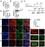 NeuN Antibody in Immunohistochemistry (IHC)