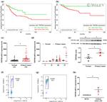 TRPM8 Antibody in Western Blot (WB)