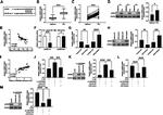 JARID2 Antibody in Western Blot (WB)