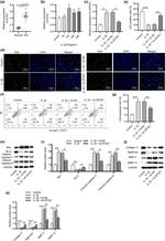 Aggrecan Antibody in Western Blot (WB)