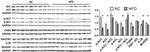 IL-1 beta Antibody in Western Blot (WB)