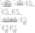 NFAT5 Antibody in Western Blot (WB)