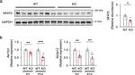 NFAT5 Antibody in Western Blot (WB)