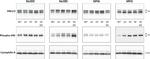 Cyclophilin B Antibody in Western Blot (WB)