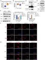 iNOS Antibody in Western Blot, Immunocytochemistry (WB, ICC/IF)