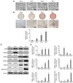 Adiponectin Antibody in Western Blot (WB)