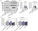 EEA1 Antibody in Western Blot (WB)