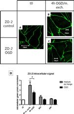 ZO-2 Antibody in Immunocytochemistry (ICC/IF)