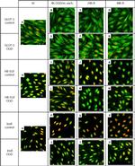 GLUT1 Antibody in Immunocytochemistry (ICC/IF)