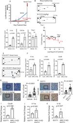 CXCL9 Antibody in Immunohistochemistry (IHC)