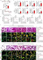 UCP1 Antibody in Immunohistochemistry (IHC)