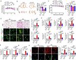 UCP1 Antibody in Immunohistochemistry (IHC)