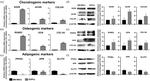 Collagen II Antibody in Western Blot (WB)