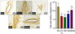 Caspase 3 Antibody in Immunohistochemistry (IHC)