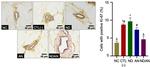 Caspase 3 Antibody in Immunohistochemistry (IHC)