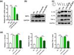 TNF alpha Antibody in Western Blot (WB)