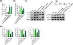 TNF alpha Antibody in Western Blot (WB)