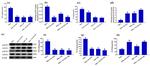 STAT1 Antibody in Western Blot (WB)