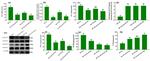 STAT1 Antibody in Western Blot (WB)