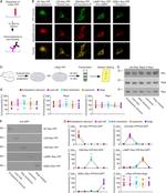 LAMP2 Antibody in Immunocytochemistry (ICC/IF)