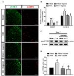 LAMP2 Antibody in Immunohistochemistry (IHC)