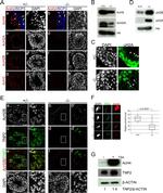 H4ac pan-acetyl (K5,K8,K12,K16) Antibody in Western Blot, Immunohistochemistry (WB, IHC)