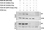 Myc Tag Antibody in Immunoprecipitation (IP)