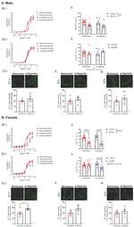 Endothelin A Receptor Antibody in Immunohistochemistry (Frozen) (IHC (F))