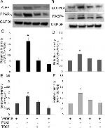 PPAR gamma Antibody in Western Blot (WB)