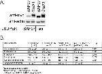 SAP97 Antibody