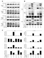 E6AP Antibody in Western Blot (WB)